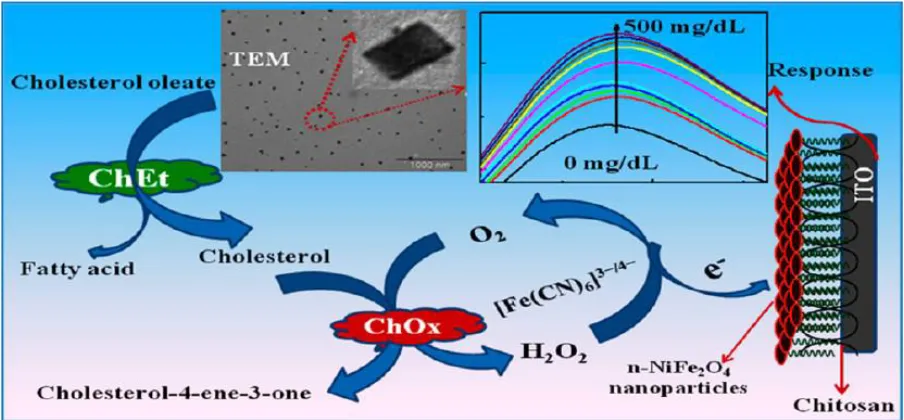 Figure 2. Shows the schematic representations of hybrid nanocomposite based on hydrothermally synthesized nanostructured NiFe2O4 (n-NiFe2O4) and chitosan (CH) has been explored for bienzyme (cholesterol esterase (ChEt) and cholesterol oxidase (ChOx)) immob