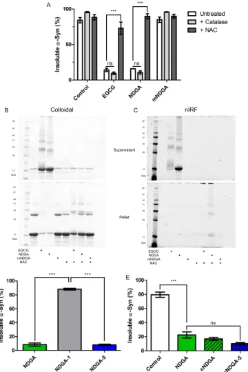 Figure 2. Interaction between NDGA and α-synuclein requires NDGA oxidation and cyclization