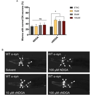 Figure 5. cNDGA reduces Representative images from day 8 post-hatching. Arrowheads indicate intact neurons while arrows indicate degenerating or missing neurons