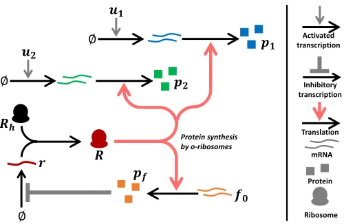 Fig. 1.Genetic architecture of the translational controller. Transcription ofspeciﬁc ribosomesrthe mRNA for proteins p1 and p2 is activated by the inputs u1 and u2respectively