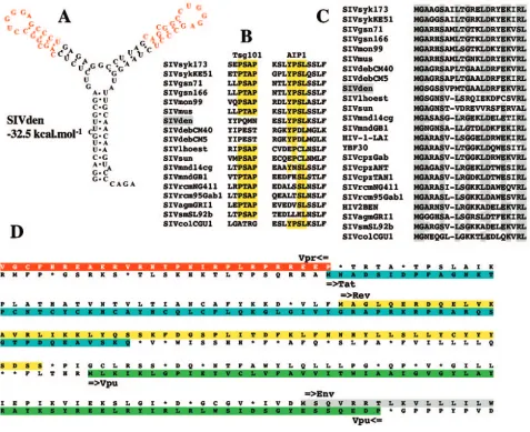 FIG. 6. Features of SIVden. (A) Secondary structure for SIVden TAR with the lowest free energy value (�envsequence conserved between the two stems