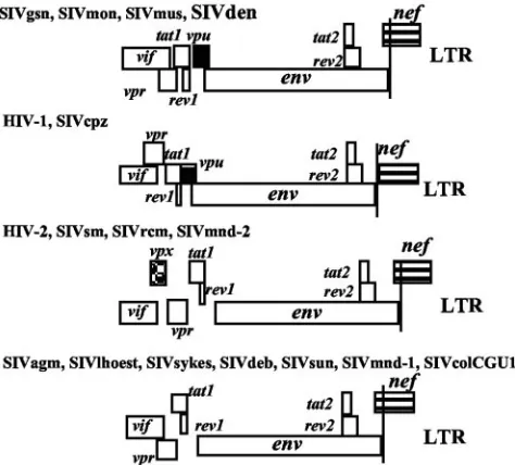TABLE 1. Protein sequence identities among primate lentiviruses