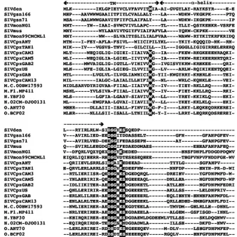 FIG. 4. Alignment of the vputhe top. The putative transmembrane region (TM) and theVPU-mediated CD4 and I- sequences of SIVden, the HIV-1/SIVcpz lineage, and SIVgsn