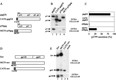 FIG. 1. SIV protein expression analysis in 293 cells. (A) Schematic representation of RNA-optimized SIV gagchemokine (MCP3)
