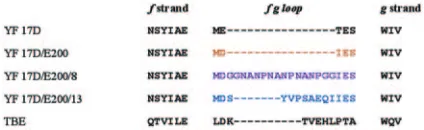FIG. 1. Amino acid sequences of the fgruses. The amino acid sequences at the regions comprising parts of thefstrain sequence, GenBank accession number X15062), and the homol-ogous regions of TBE virus E protein (Neudoerﬂ strain, GenBank and loops of different ﬂavivi- g strands and at the fg loops of the different YF viruses (17D-204accession number U27495), were aligned using Clustal W.