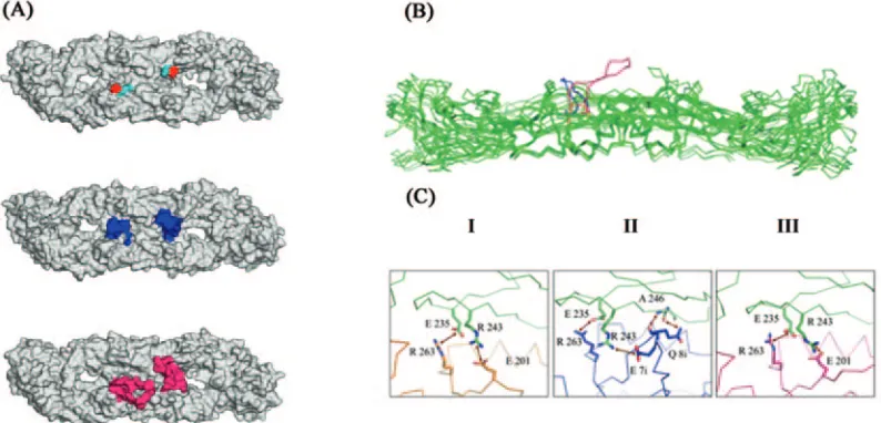 FIG. 2. 3D models of the YF 17D vaccine virus and recombinant E proteins. (A) Surface representations of typical models for the YF 17D (I),17D/13 (II), and 17D/8 (III) viruses