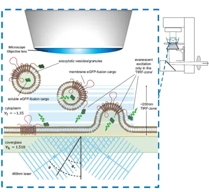 Figure 1.2: A schematic of TIRF microscopy and how vesicles in exocytosis eventsare visualized using this imaging technique [4, 19].