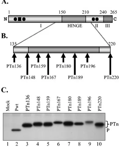 FIG. 1. Tn-mediated insertion mutants of P protein. (A) Domainstructure of P protein. The P protein with three functionally deﬁned