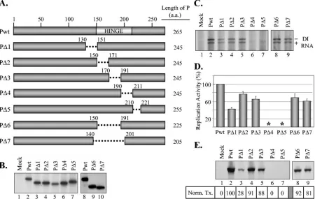 FIG. 3. Replication and transcription activities of deletion mutants of P protein. (A) P protein deletion mutants showing the regions deletedfrom each mutant (dotted lines)