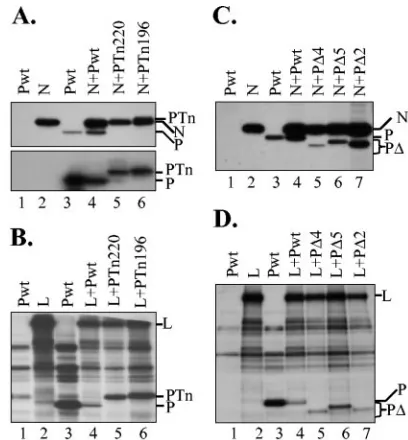 FIG. 4. Interactions of mutant P proteins with N and L proteins.(A) Top panel, Tn-mediated insertion mutants interact with N protein.