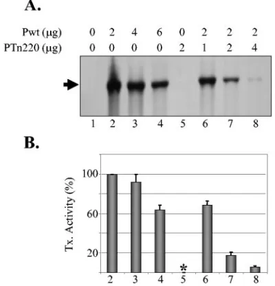 FIG. 5. PTn220 acts as a dominant-negative mutant and inhibits wtP protein function. (A) Transcription assay demonstrating inhibition of