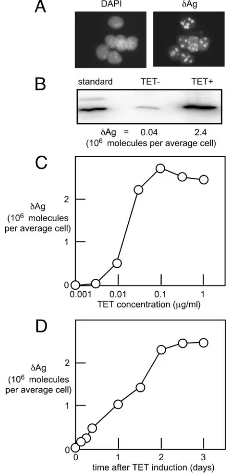 FIG. 1. Expression in the 293-�at 2 days after the addition of TET were examined for staining withDAPI and by immunocytochemistry to detectwere used to detectrelative to a standard of recombinantnumber of molecules ofquantitation was made for cells that we