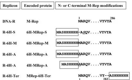 FIG. 1. DNA-R-His replicons. The designations of the replicons,their respective encoded proteins, and the N- and C-terminal amino