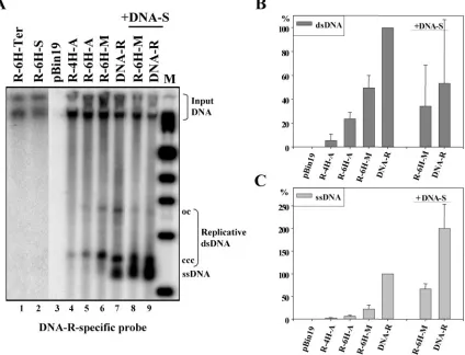 FIG. 2. Replication of FBNYV DNA-R-His replicons in N. benthamianawith FBNYV DNA-R-His replicons was analyzed by Southern blotting with a DNA-R-speciﬁc probe
