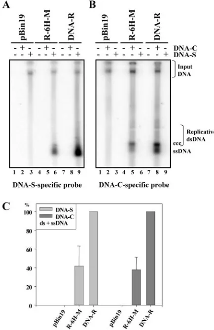 FIG. 4. Systemic spread and transmission of FBNYV DNA-R-Hisreplicons. (A) Detection in primary plants of the R-6H-M replicon by