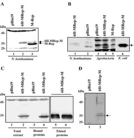 FIG. 5. In plantatagged M-Rep proteins. (A) Western blot analysis of crude extractsfromteria containing the FBNYV DNA-R (lane 3) and the R-6H-M repli-con (lane 2)