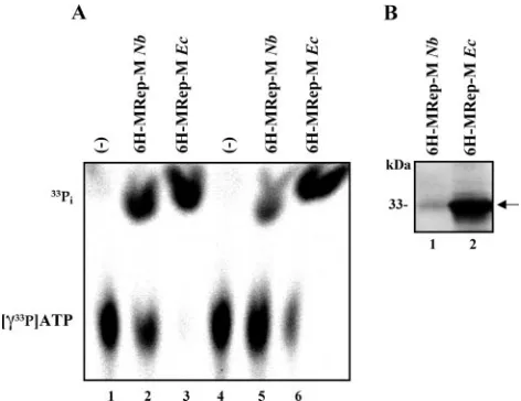 FIG. 7. In planta interaction between FBNYV 6H-MRep-M andM-Rep. Total protein extracts (lanes 1 to 4) and eluted proteins after