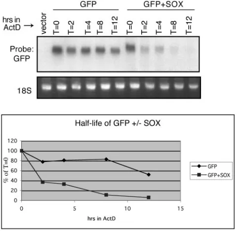 FIG. 1. SOX promotes enhanced mRNA turnover. 293T cells weretransfected with either empty vector or a plasmid expressing GFP or