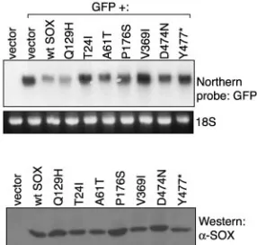 FIG. 3. Analysis of the DNase activity of SOX mutants. LinearizedpCDNA3 plasmid DNA was incubated with aliquots of the indicated