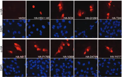 FIG. 5. Distribution of SOX single-function mutations. SOX mu-tations whose proteins lack the shutoff function are indicated with