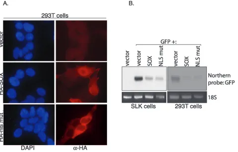 FIG. 6. SOX promotes degradation of cytoplasmic mRNA. 293T cellswere transfected in duplicate with empty vector or a plasmid expressing