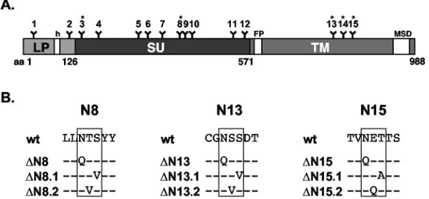 FIG. 1. Schematic outline of the PFV glycoprotein domain organization. A) Schematic outline of the PFV Env domain organization
