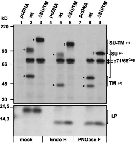 FIG. 2. Glycosidase digestion of particle-associated FV proteins.FV particles were generated by cotransfection of 293T cells with