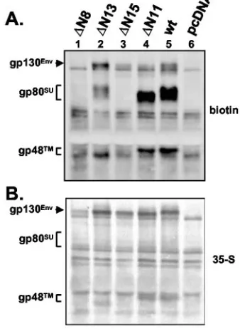 FIG. 4. Cell surface expression of selected PFV Env N-glycosyla-tion mutants. Transfected 293T cells were metabolically labeled, and