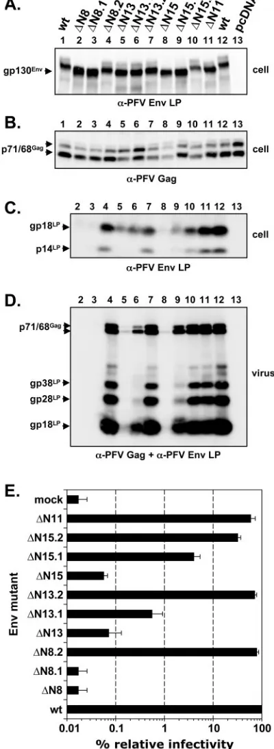 FIG. 6. Analysis of selected PFV Env mutants. A to D) Westernblot analysis of 293T cell (cell) and puriﬁed PFV particle (virus) lysates