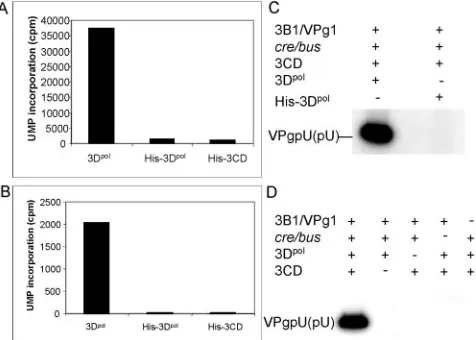 FIG. 1. Genome organization of FMDV. The features of the 5�UTR and the coding sequences used in this study are illustrated