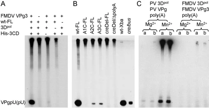FIG. 7. The crevitro uridylylation assays were performed with [/bus is required for FMDV 3B3 uridylylation, and the context of this structure inﬂuences the efﬁciency of the reaction