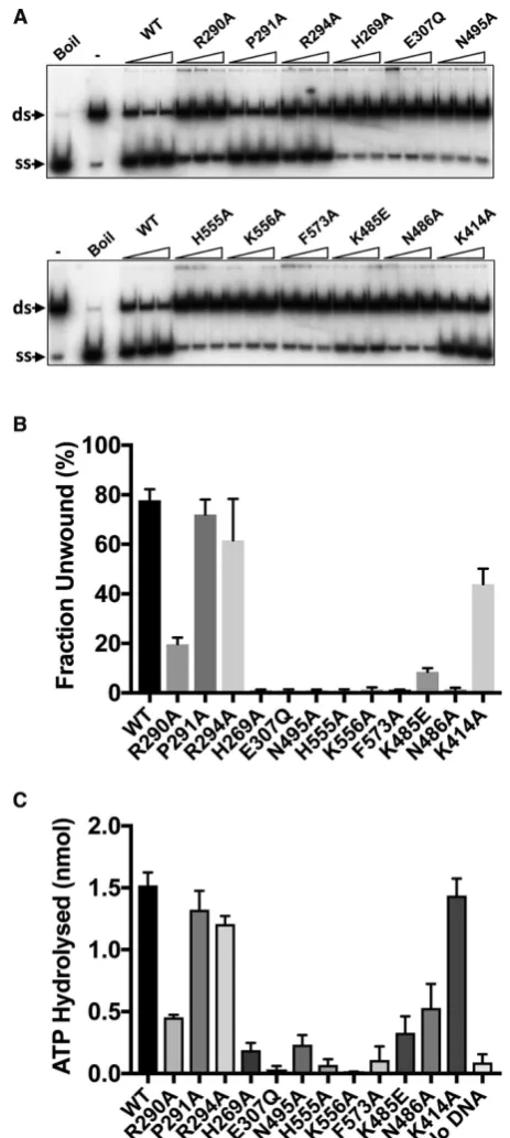 Figure 7.Enzymatic activities of hPIF1 and variant protein forms. (Displacement of asubstrate hydrolyse for wild type PIF1).A) 32P radiolabelled 20 base ssDNA strand (ss) from apartially single- and double-stranded test substrate (ds)