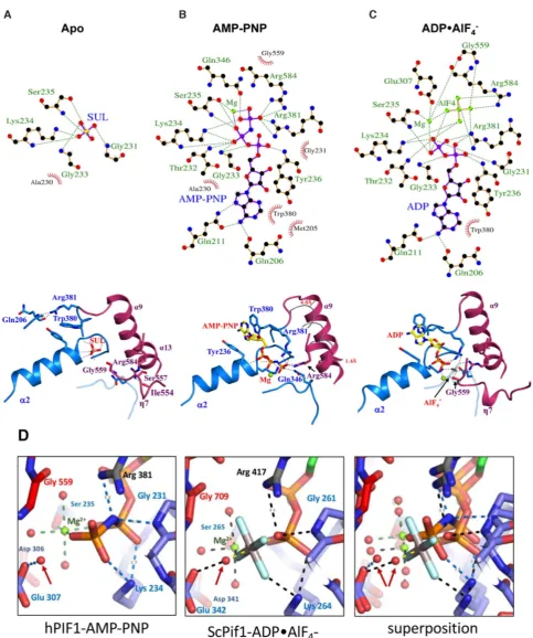 Figure 2. Nucleotide binding and conformational changes in hPIF1. (A) LIGPLOT (45) scheme (above) and structural representation of critical inter-actions (below) at the nucleotide binding site of apo hPIF