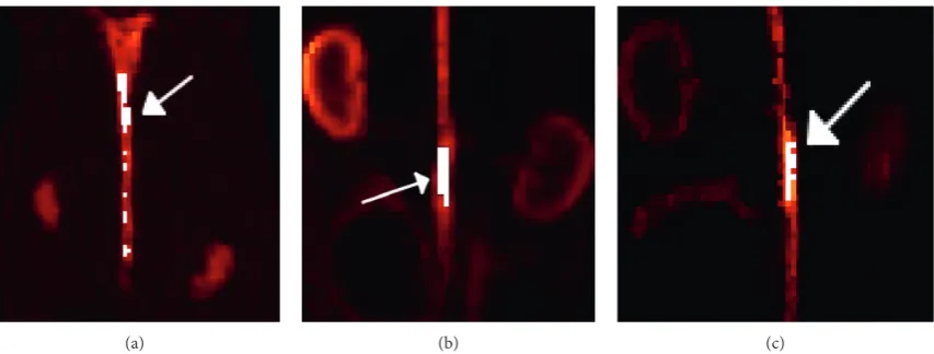 Figure 2: Regions of interest (ROIs) chosen for this study, deﬁned by the white regions