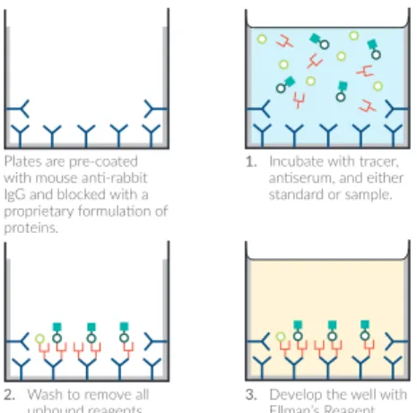 Figure	1.		Schematic	of	the	AChE	ELISA