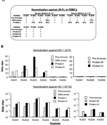 FIG. 2. Neutralizing activities of rabbit sera. Neutralization was measured as either reductions in p24 Gag antigen synthesis in peripheral bloodmononuclear cells (A) (18) or reductions in Tat-responsive luciferase reporter gene expression in 5.25.EGFP.Luc