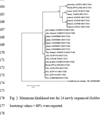 Fig. 2. Maximum likelihood tree for 24 newly sequenced Galdieria Rad52 gene. Only 