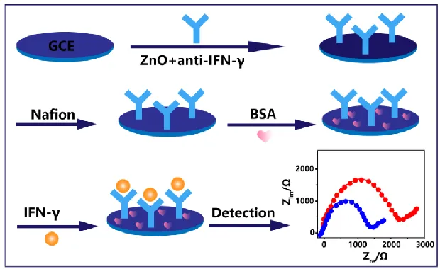 Figure 2. Schematic illustration of the immunosensor preparation process and the immunoassay of IFNγ