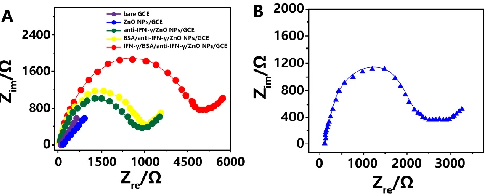 Figure 3.  (A) Nyquist plots of the original GCE, the TiO2 NP-modified GCE, the anti-IFNγ/TiO2 NP-modified GCE, the BSA/anti-IFNγ/TiO2 NP-modified GCE and the IFNγ/BSA/anti-IFNγ/TiO2 NP-modified GCE in 0.1 M pH 7.0 PBS solution that contained KCl (0.1 M) a