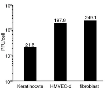 FIG. 2. VV undergoes only limited replication in keratinocytes,while replicating robustly in dermal ﬁbroblasts and endothelial cells.