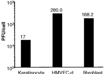 FIG. 4. The limited VV replication in keratinocytes is not due topoor cell-to-cell transmission