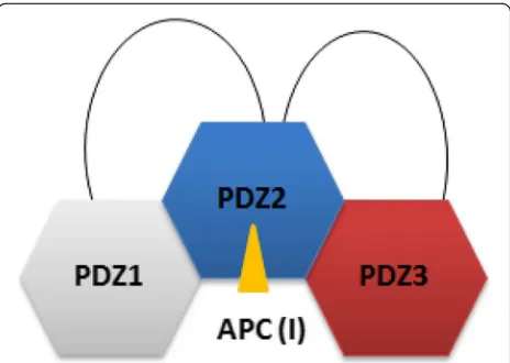 Fig. 7 Schematic functional model of the APC-bound PDZ1/2/3domain triplet from PTPN13