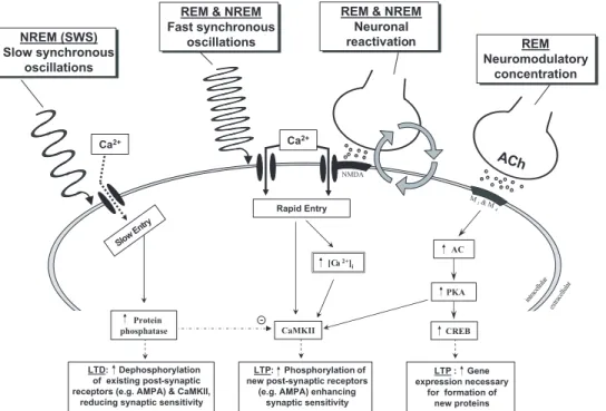 Figure 6. Sleep-dependent influences on mechanisms of synaptic plasticity. From left to right: