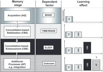 Figure 5. Procedural  memory  stages  and  the  contributions  of time, wake, and sleep in behavioral improvement