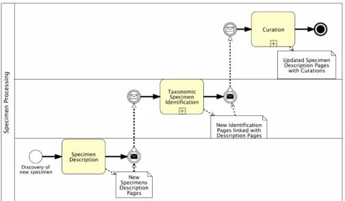 Figure 1: Sample workflow for the processing of a new specimen. The three rows are associated  with the process swimlanes FieldWorkParticipant, Taxonomist und Curator