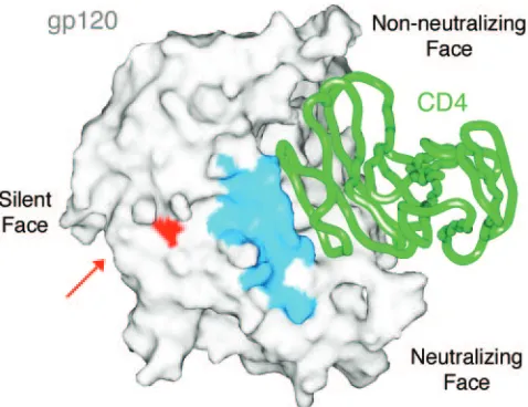 FIG. 2. Surface model of the core structure of HIV-1 gp120 (gray)bound to a ribbon diagram of CD4 (green)