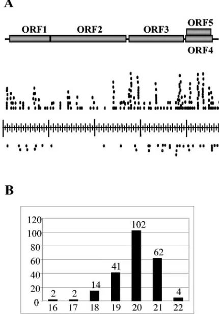 FIG. 1. Origin and characterization of siRNAs derived fromCymRSV. (A) Schematic representation of CymRSV genome (top).