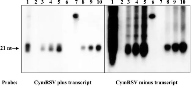 FIG. 2. Analysis of CymRSV siRNA composition. (A) RNA sam-ples were extracted from CymRSV-infected plants and separated in a