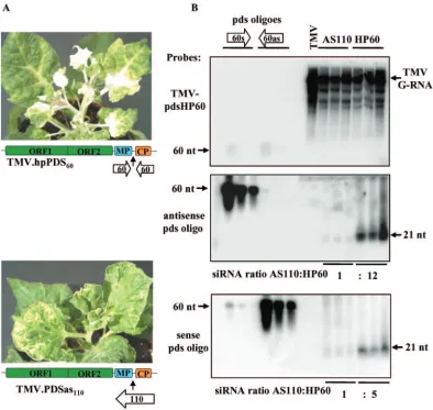 FIG. 5. Accumulation of PDSdenaturing PAGE and hybridized with a labeled 60-mer oligonucleotide corresponding to the sense and antisense counterparts of thefrom the TMV.hpPDSPDSseparated in 1.2% denaturing agarose gels, blotted, and hybridized with a TMV.h