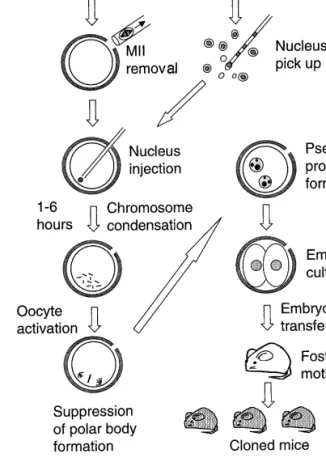 Figure 1. A diagram illustrating the cloning procedure we used 2 and described in the text.